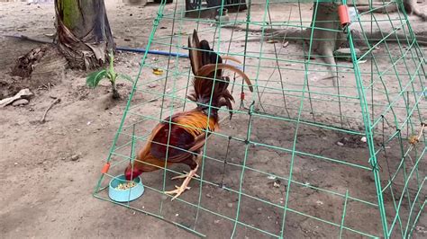 derby sabong|philippines sabong youtube latest.
